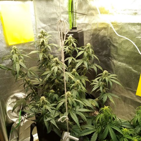 Thelma growlog photo: Gave cal mag 12/6/21
Did flush. 