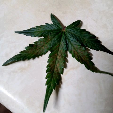Thelma growlog photo: Gave cal mag 12/6/21
Did flush. 