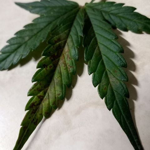 Thelma growlog photo: Gave cal mag 12/6/21
Did flush. 