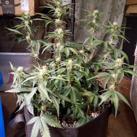 Thelma growlog timeline photo