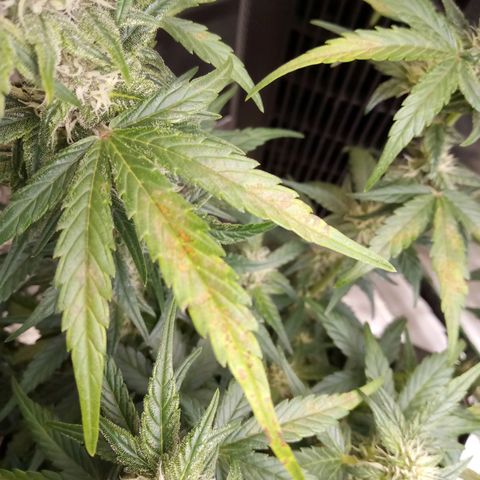 Thelma growlog timeline photo