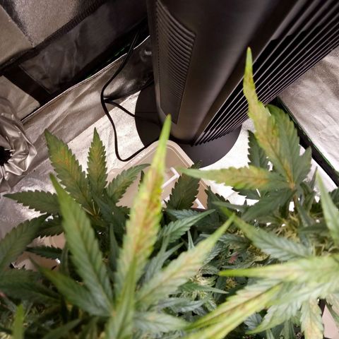 Thelma growlog timeline photo
