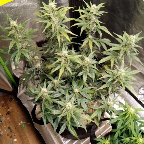 Thelma growlog timeline photo