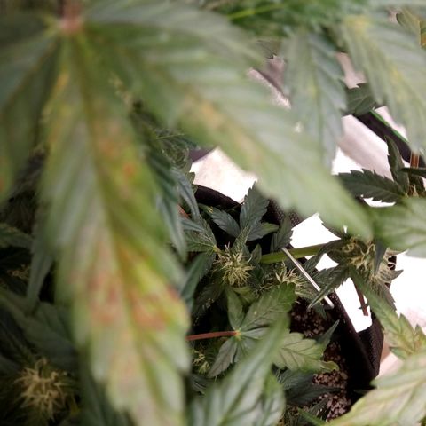 Thelma growlog timeline photo
