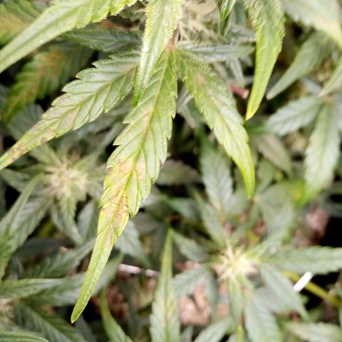 Thelma growlog timeline photo