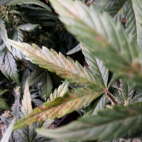 Thelma growlog timeline photo