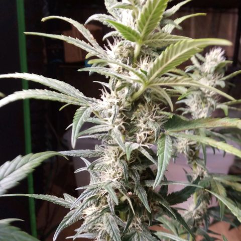 Thelma growlog timeline photo