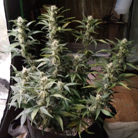 Thelma growlog timeline photo