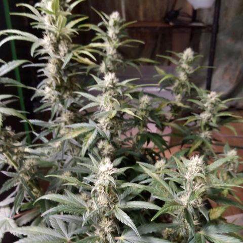 Thelma growlog timeline photo