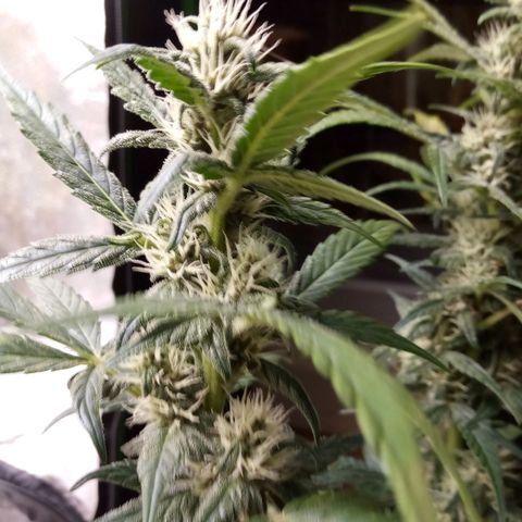 Thelma growlog timeline photo
