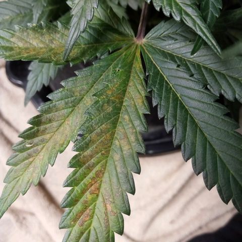 Thelma growlog timeline photo