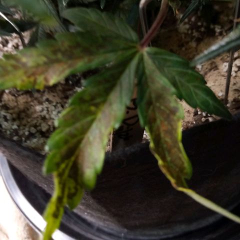Thelma growlog timeline photo