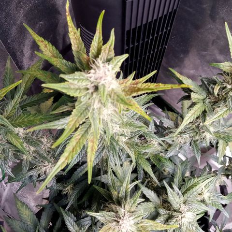Thelma growlog timeline photo