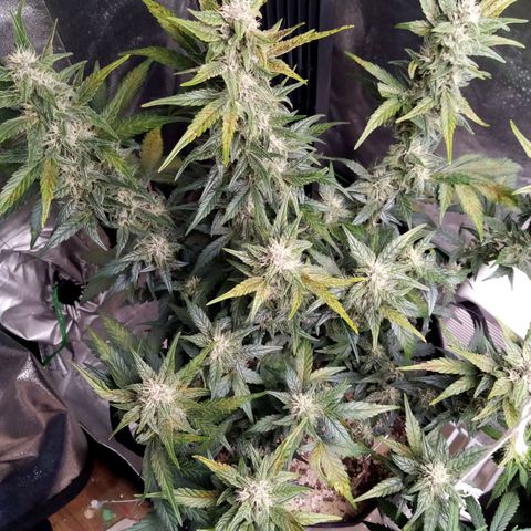 Thelma growlog timeline photo
