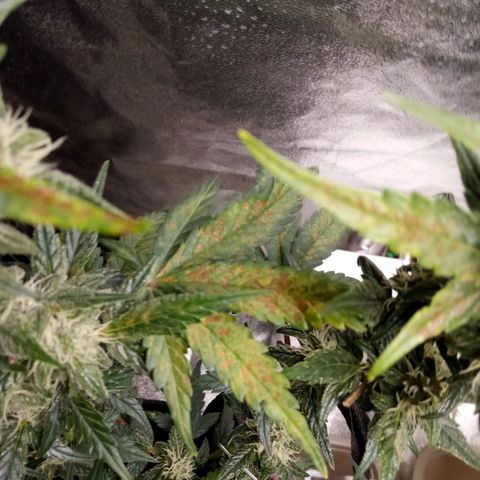 Thelma growlog timeline photo