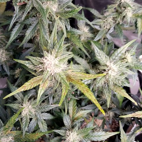 Thelma growlog timeline photo