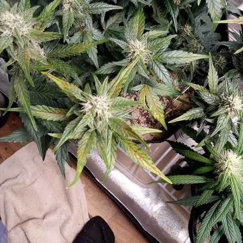 Thelma growlog timeline photo