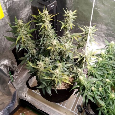 Thelma growlog timeline photo