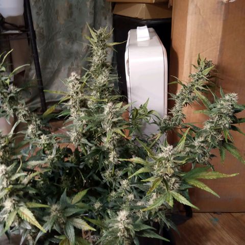 Thelma growlog timeline photo
