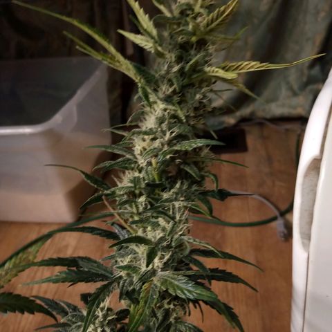 Thelma growlog timeline photo