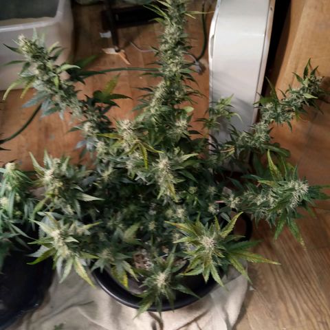Thelma growlog timeline photo