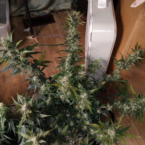 Thelma growlog timeline photo