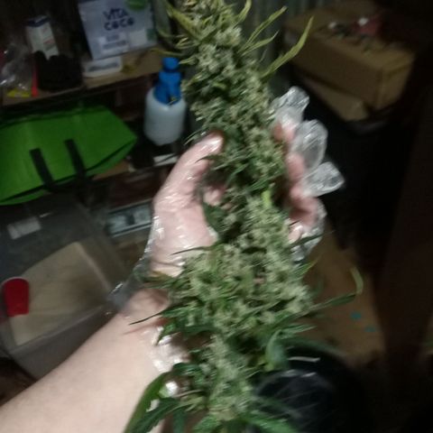 Thelma growlog timeline photo