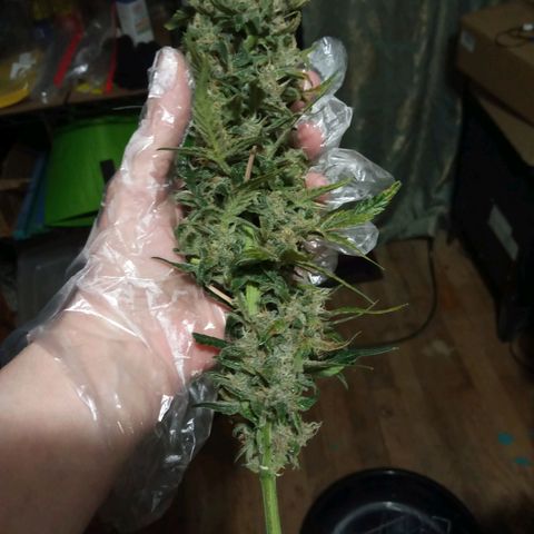 Thelma growlog timeline photo