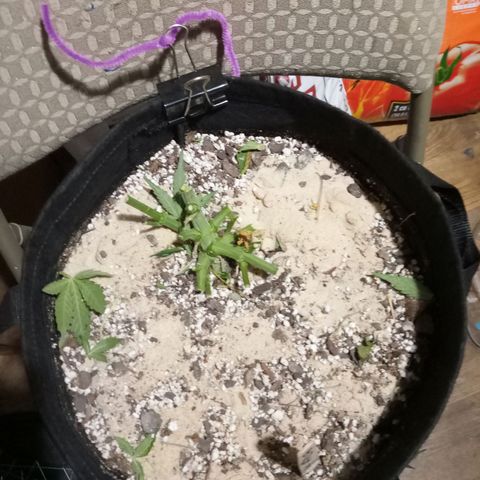 Thelma growlog timeline photo