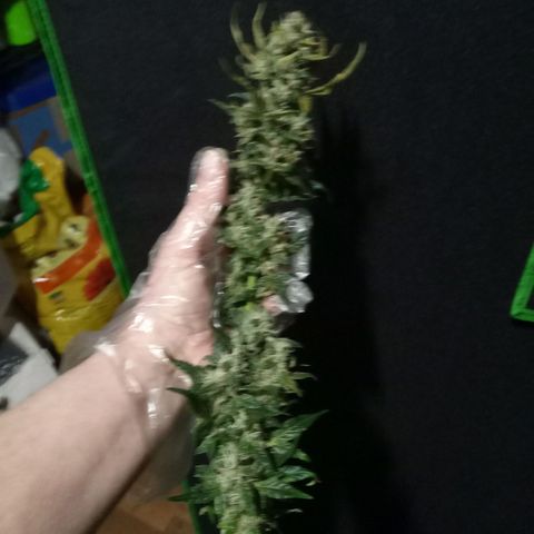 Thelma growlog timeline photo