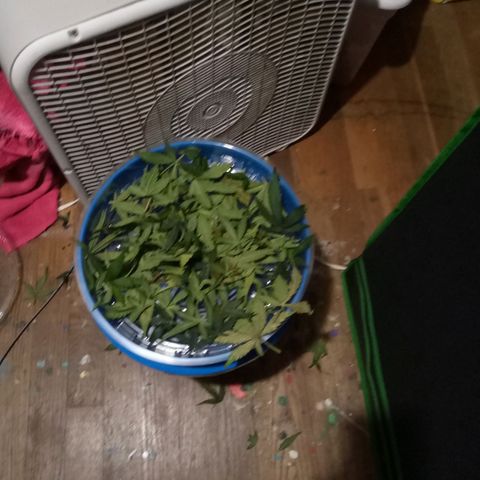 Thelma growlog timeline photo
