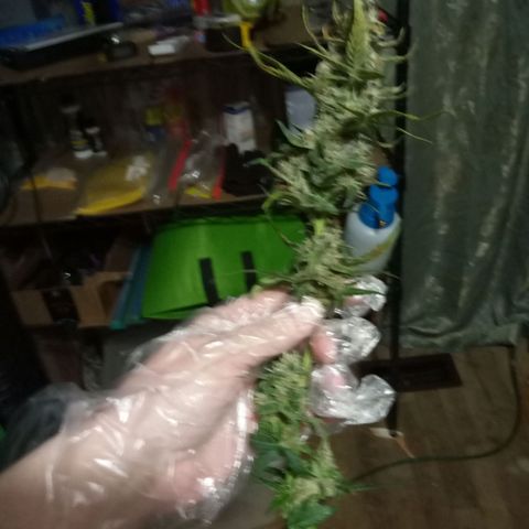 Thelma growlog timeline photo