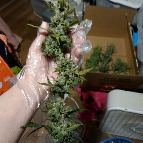 Thelma growlog timeline photo