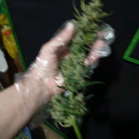 Thelma growlog timeline photo