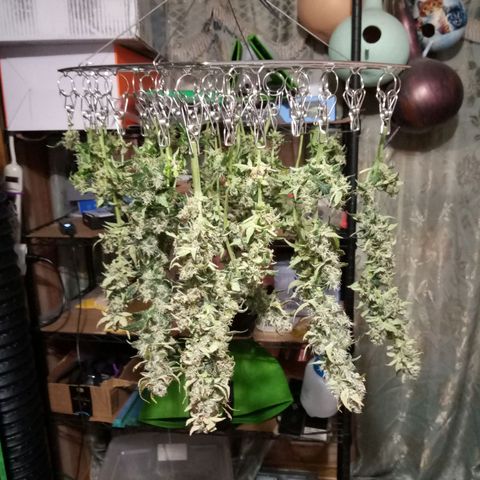 Thelma growlog timeline photo