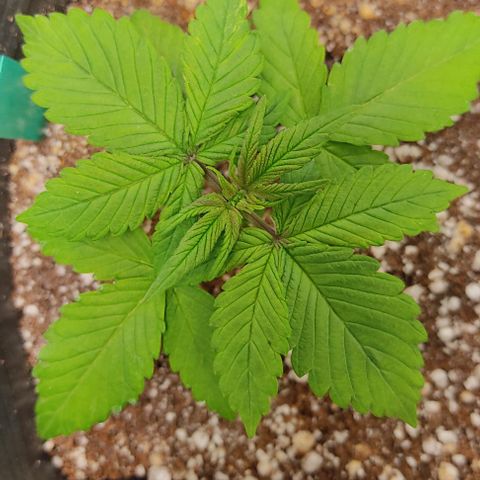 🟢 Auto Bloody fruit grape 🍇 growlog timeline photo