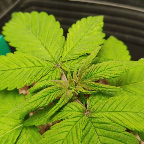 🟢 Auto Bloody fruit grape 🍇 growlog timeline photo