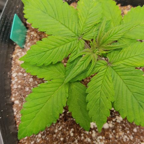 🟢 Auto Bloody fruit grape 🍇 growlog timeline photo