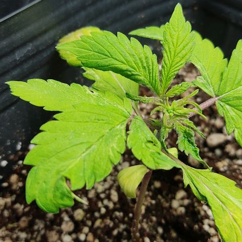 🔴 Auto Black Bird  growlog timeline photo