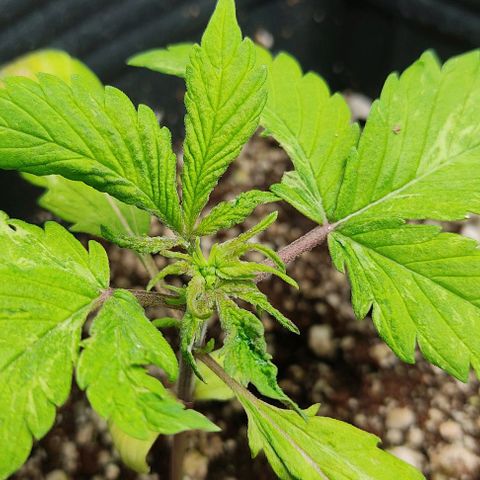 🔴 Auto Black Bird  growlog timeline photo