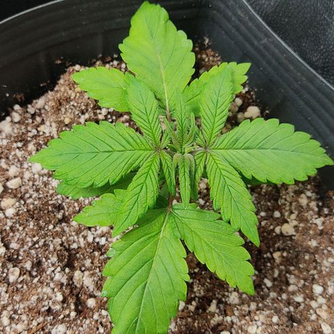🔴 Auto Black Bird 2 growlog timeline photo