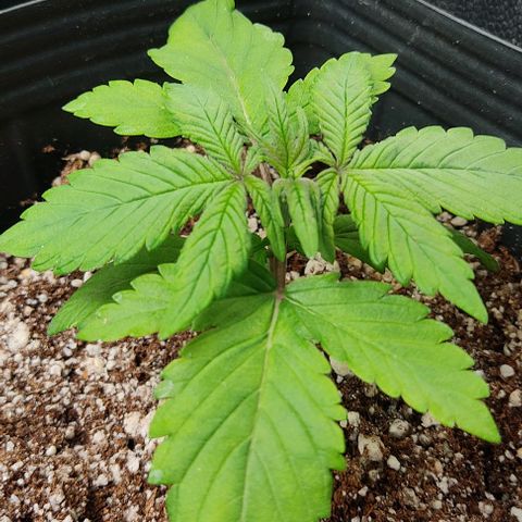🔴 Auto Black Bird 2 growlog timeline photo