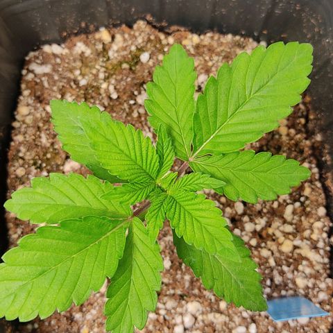 🔵 Foto Tropical Scout  growlog timeline photo