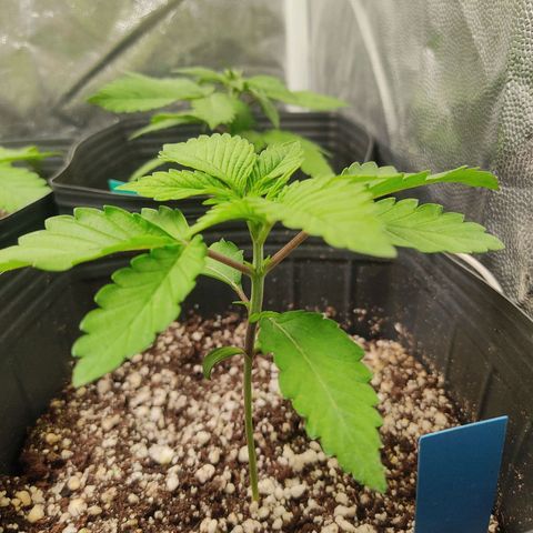 🔵 Foto Tropical Scout  growlog timeline photo