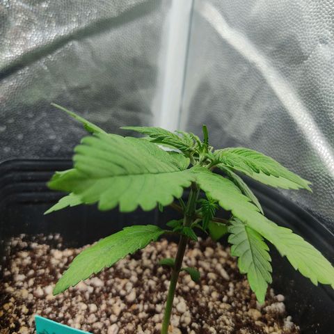 🟢 Auto Bloody fruit grape 🍇 growlog timeline photo