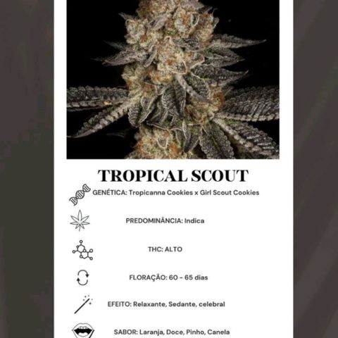 🔵 Foto Tropical Scout  growlog timeline photo