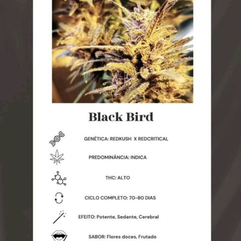 🔴 Auto Black Bird 2 growlog timeline photo