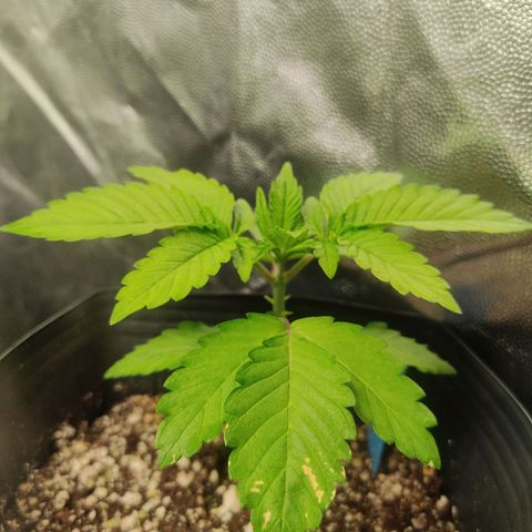 🔵 Foto Tropical Scout  growlog photo: Uma folha está apresentando algumas manchas 