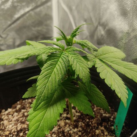 🟢 Auto Bloody fruit grape 🍇 growlog photo: Algumas folhas estão apresentando umas manchas 