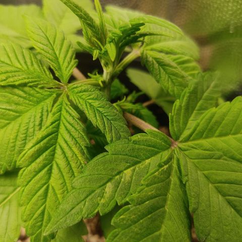 🟢 Auto Bloody fruit grape 🍇 growlog photo: Algumas folhas estão apresentando umas manchas 